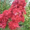 Crape Myrtle, Red Rocket