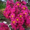 Crape Myrtle, Pink Velour