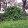 Philodendron, Split Leaf