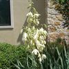 Yucca, Weeping