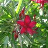 Oleander, Dwarf