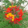 Pride of Barbados