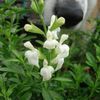 Salvia, Greggii White