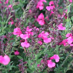 Salvia, Greggii Pink