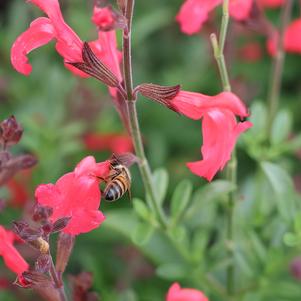 Salvia, Greggii Coral