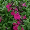 Salvia, Greggii Raspberry