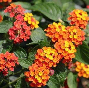 Lantana, Radiation