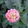 Lantana, Irene