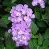 Lantana, Purple