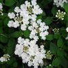 Lantana, White