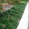 Monkey Grass, Dwarf