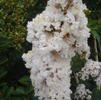 Crape Myrtle, White