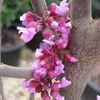 Redbud, Mexican
