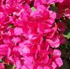 Bougainvillea, Barbara Karst (Red)