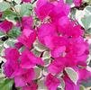 Bougainvillea, Variegated Vickie