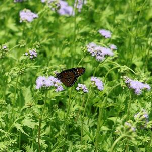 Gregg's Blue Mistflower