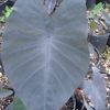 Elephant Ear