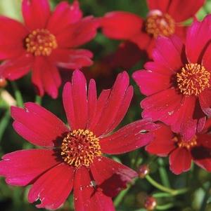 Coreopsis rosea Limerock Ruby