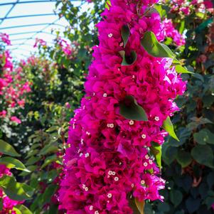 Bougainvillea, Torch