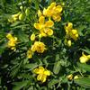 Texas Senna