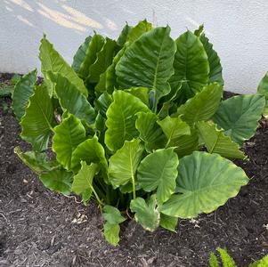 Elephant Ear