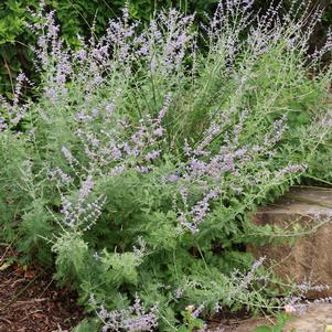 Russian Sage