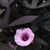 Potato (Sweet), Blackie