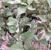 Potato (Sweet), Variegated