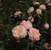 Rose, Apricot Drift ®