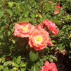 Rose, Coral Drift®