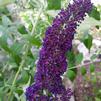 Butterfly Bush 'Nanho Purple'