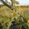 Yucca, Yellow Blooming