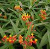 Milkweed, Tropical