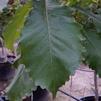 Oak, Chinquapin