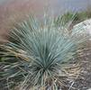 Yucca, Blue Sotol