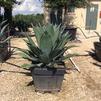 Agave, Giant