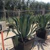 Agave, weberi