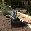 Agave, Century Plant