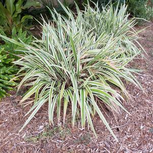 Variegated Flax Lily