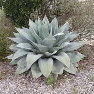 Agave, Whale's Tongue