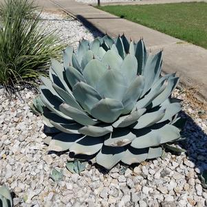 Agave, Artichoke