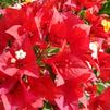 Bougainvillea, Flame