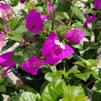 Bougainvillea, Purple