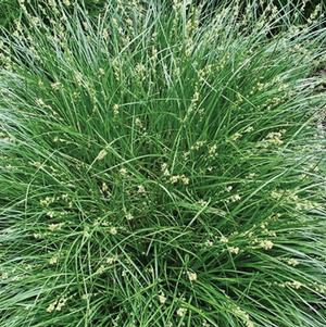 Berkeley Sedge