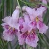 Desert Willow, Lavender