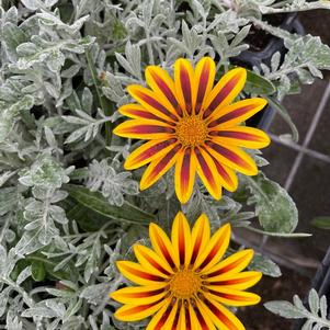 Gazania