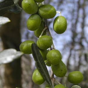Olive, Arbequina