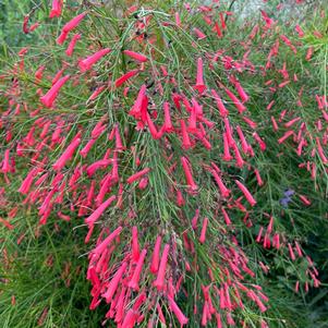 Firecracker Fern