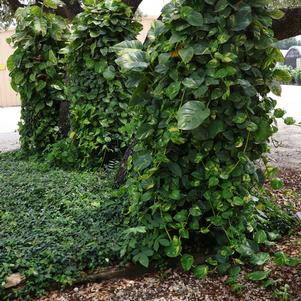 Pothos Ivy