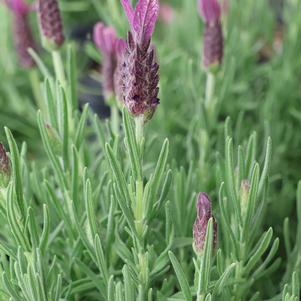 Spanish Lavender